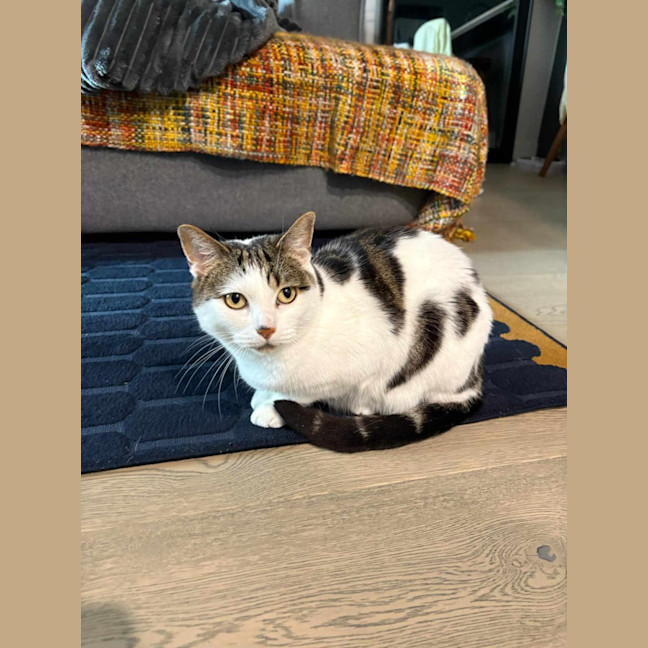 Photo of Mika 🐈 