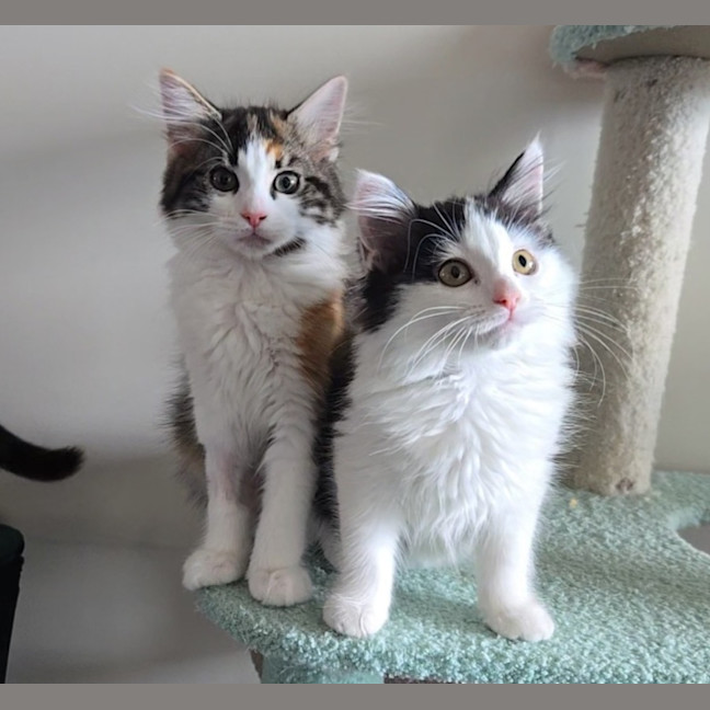 Photo of Sienna   Located In Wallan