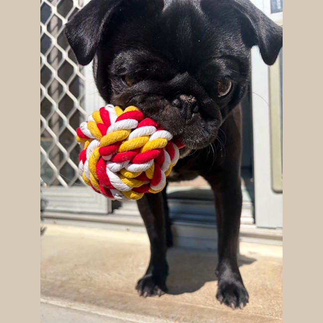 Photo of Burt   2 Year Old Pug