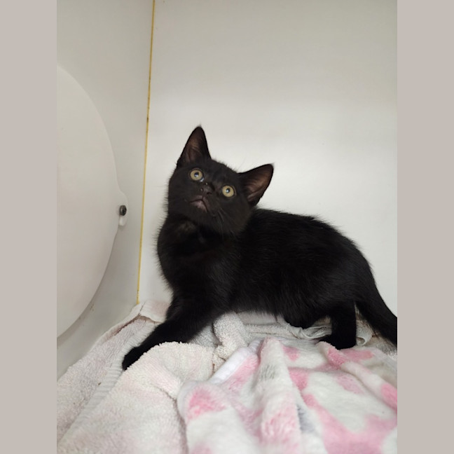 Photo of Tink And Sebastian