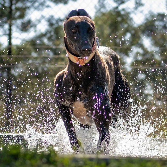 Photo of Giddy Up