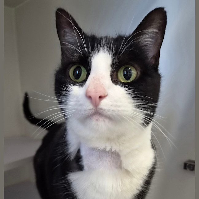 Photo of Oreo