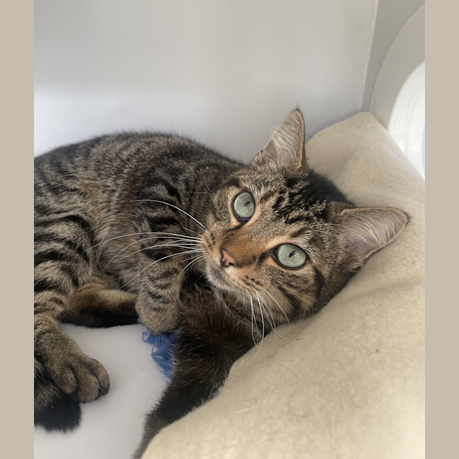 Photo of Coco