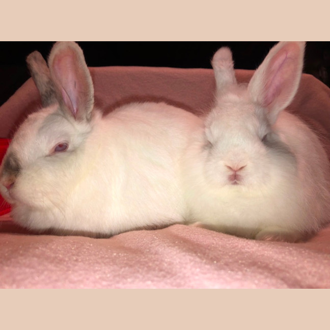 Photo of Blizzard & Odette 