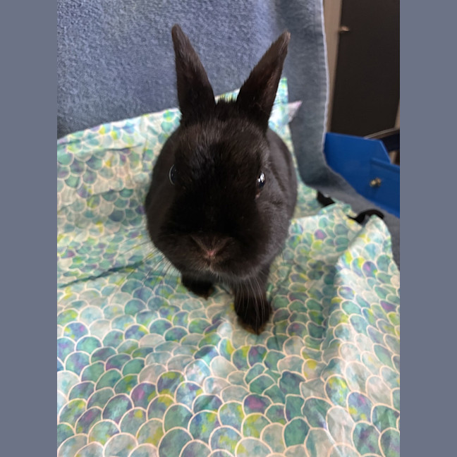 Photo of Portiah