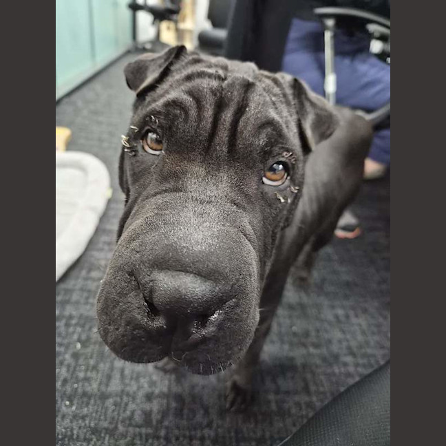 Photo of Junior