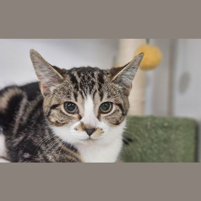Photo of Callie