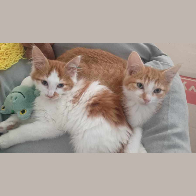 Photo of Lankey & Donkey Kong 