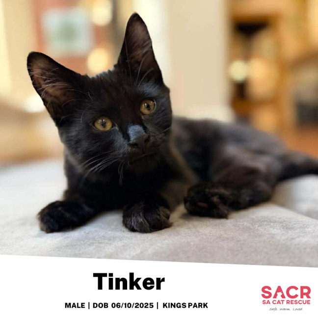Photo of Tinker