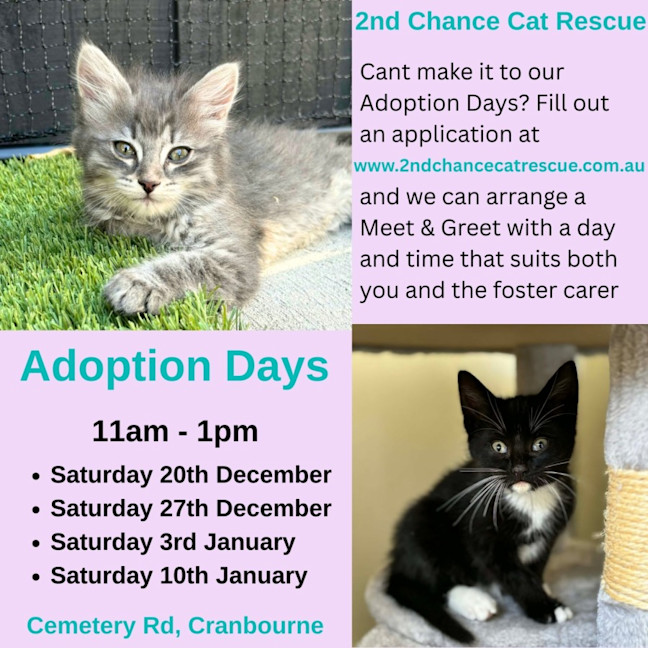 Photo of Zev **2nd Chance Cat Rescue **