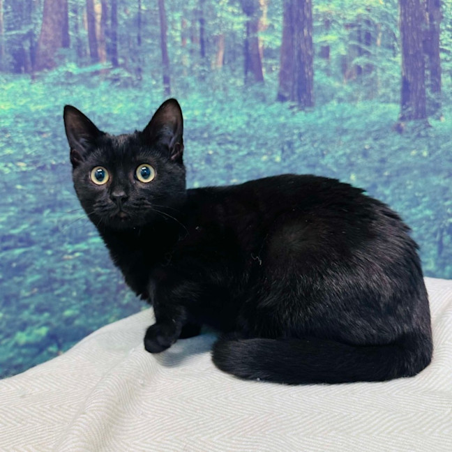 Photo of Rocky   Located In Preston