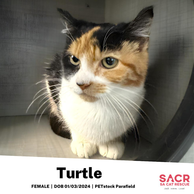 Photo of Turtle