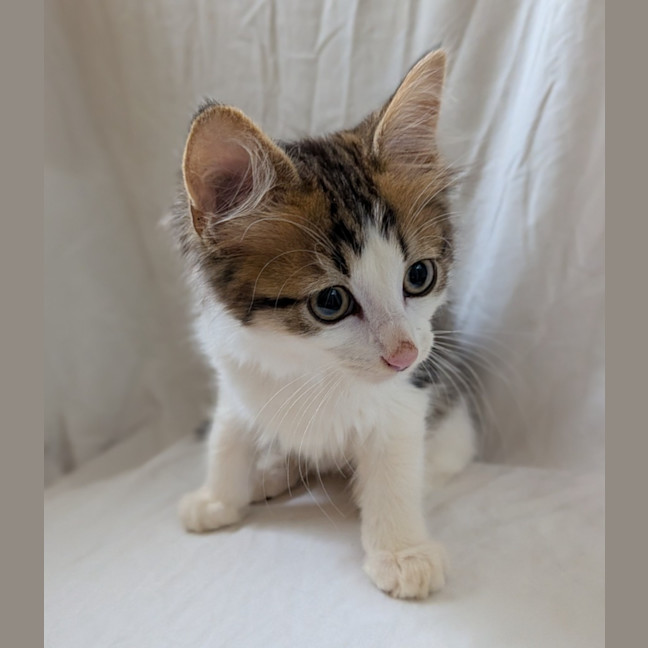 Photo of Cracker
