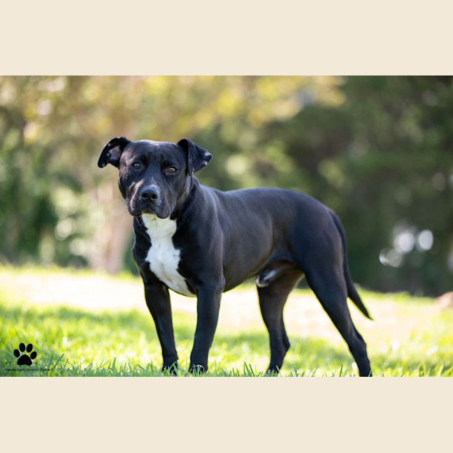 Photo of Spot