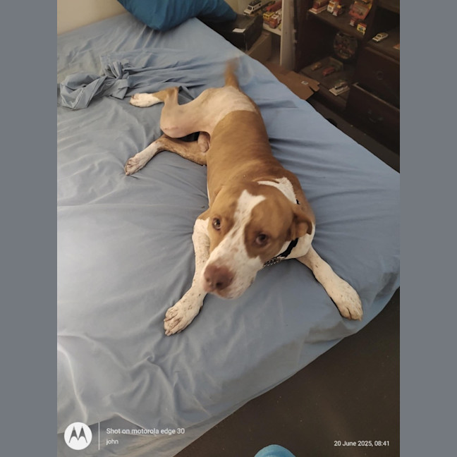 Photo of Rocky *$250 Adoption Fee*