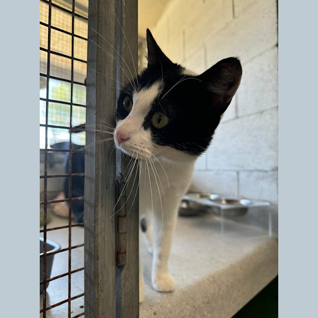 Photo of Scout