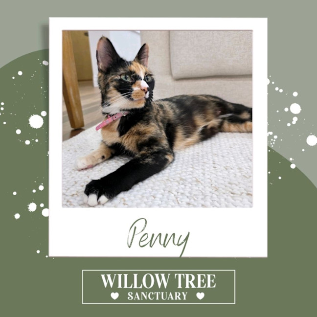 Photo of Penny
