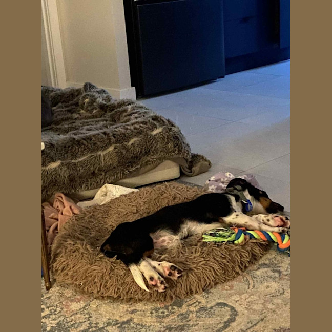Photo of Ginny   6 Month Old Dachshund X Border Collie