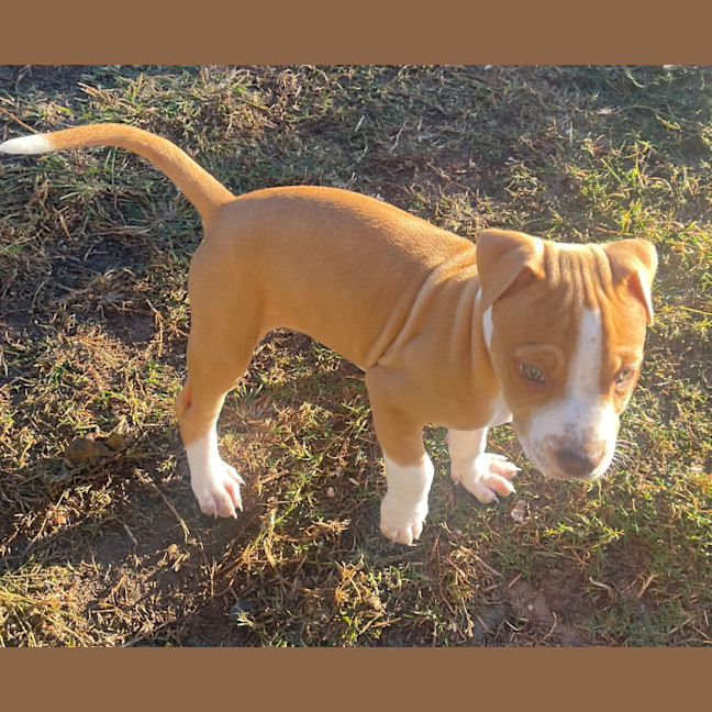 Photo of Louie