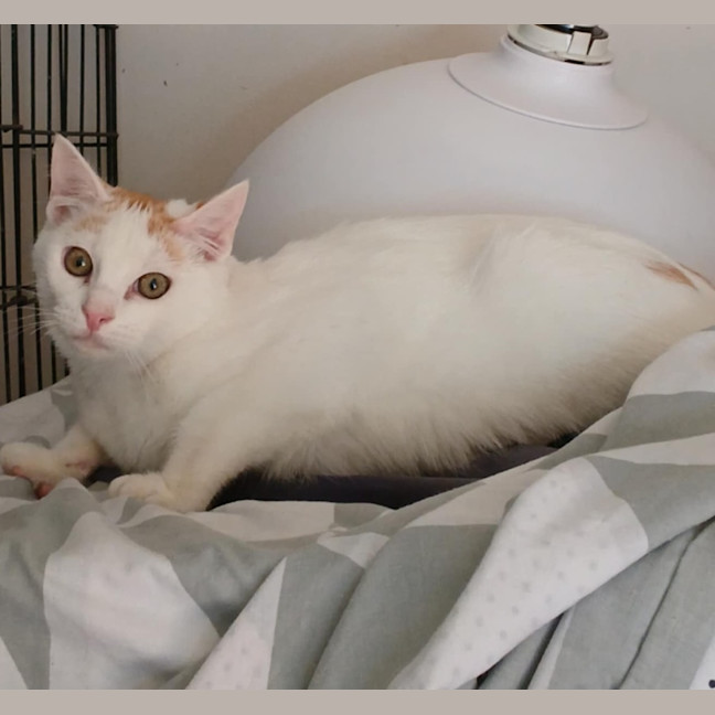 Photo of Gunner 🧡 * 9 Lives Project Rescue*