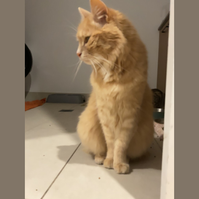 Photo of Bronson