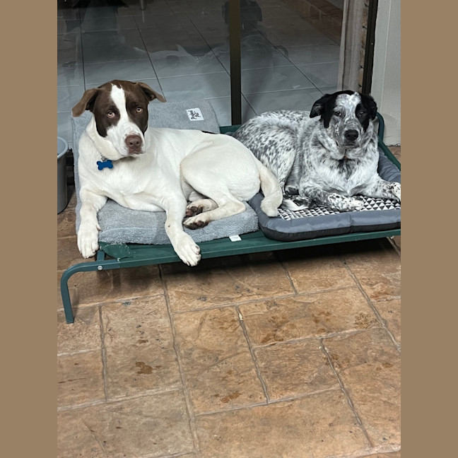 Photo of Fredrik *$250 Adoption Fee*