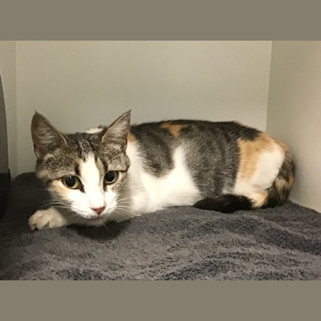 Photo of Sugar