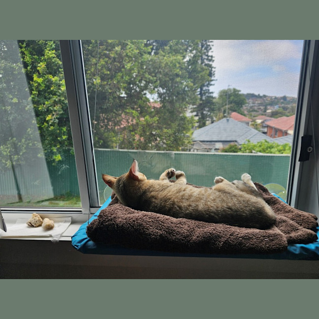 Photo of Kora