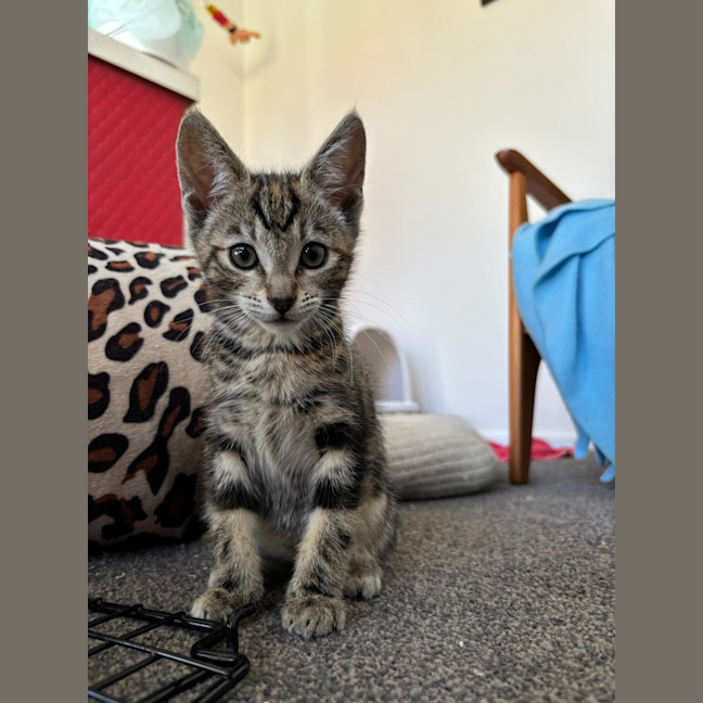 Photo of Violet