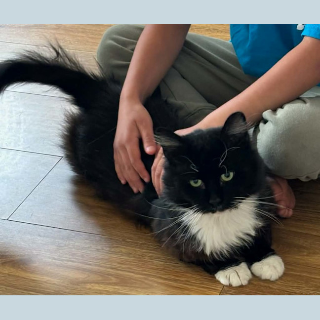 Photo of Mario *9 Lives Project Rescue*