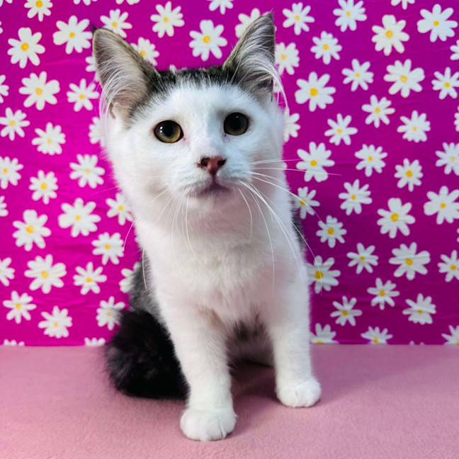 Photo of Edith   Located In Brunswick East