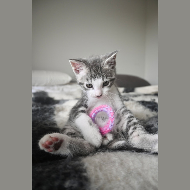Photo of Benji