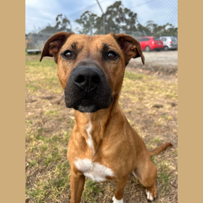 Photo of Nova