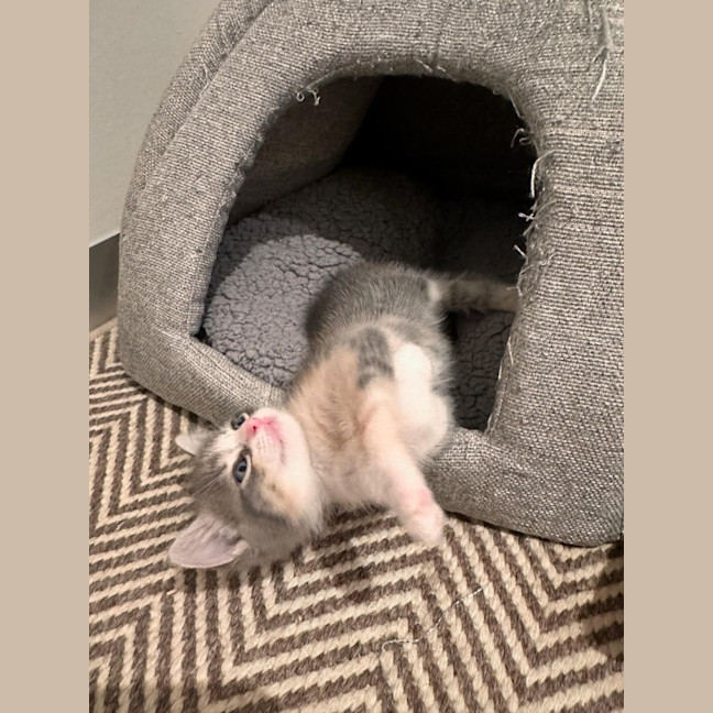 Photo of Lavender Haze