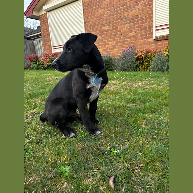 Photo of Bruno