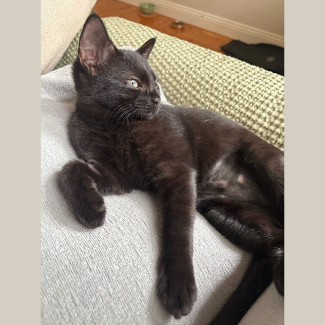 Photo of Ivy
