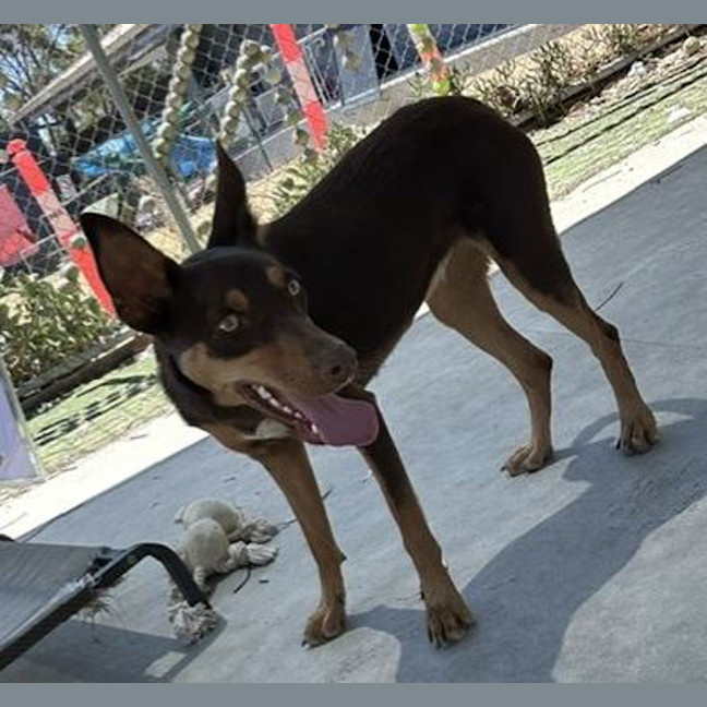 Photo of Lunaris (Maggie)