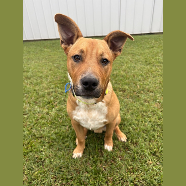 Photo of Tyson