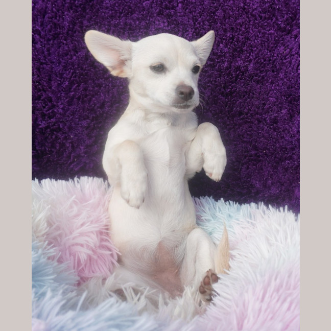 Photo of Pearl