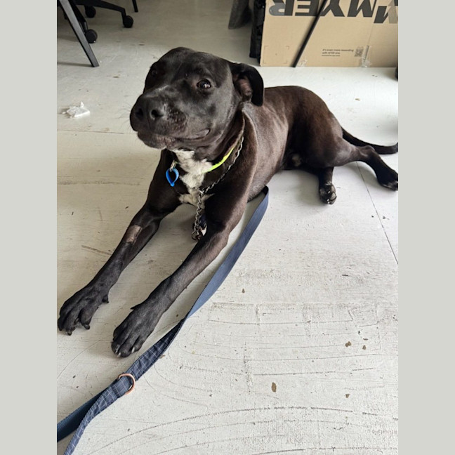 Photo of Bobby *$350 Adoption Fee*