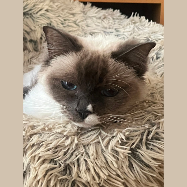 Photo of Star