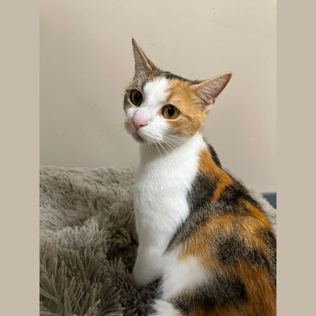 Photo of Pumpkin