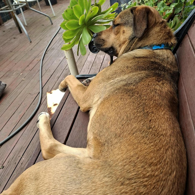 Photo of Maple 