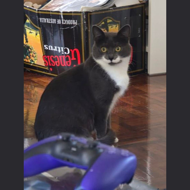 Photo of Cha Cha