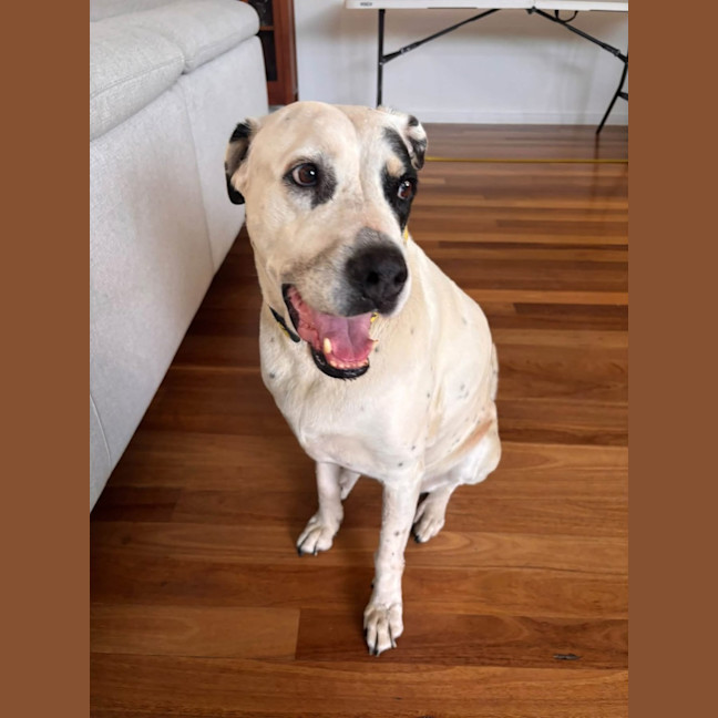 Photo of Koda