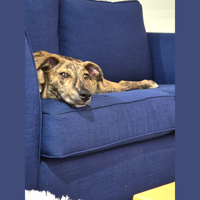 Photo of Tilly   8 Month Old Kelpie X