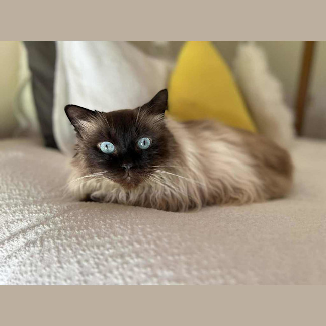 Photo of Teddy