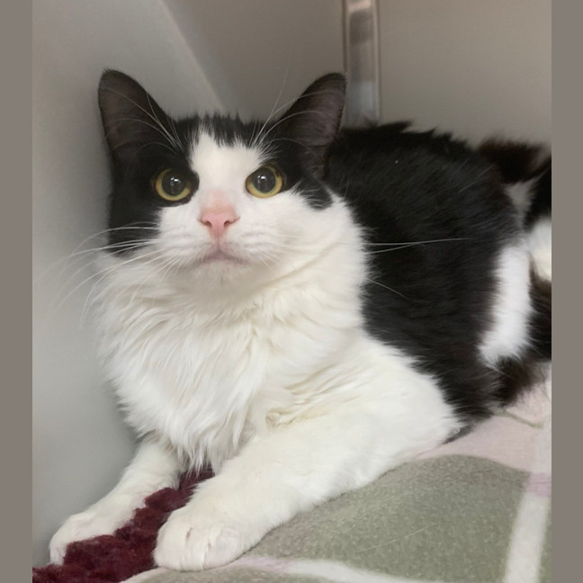 Photo of Mistee (Bonded To Rebel)