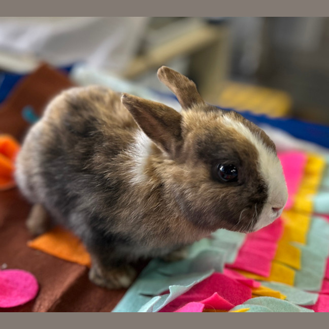 Photo of Ginger Snap