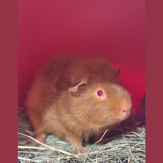 Photo of Fudge